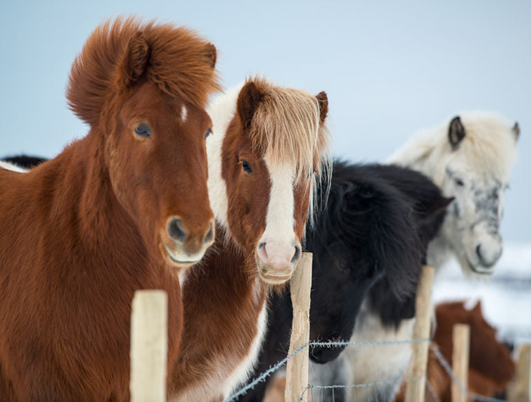 Iceland: Ultimate Family Vacation