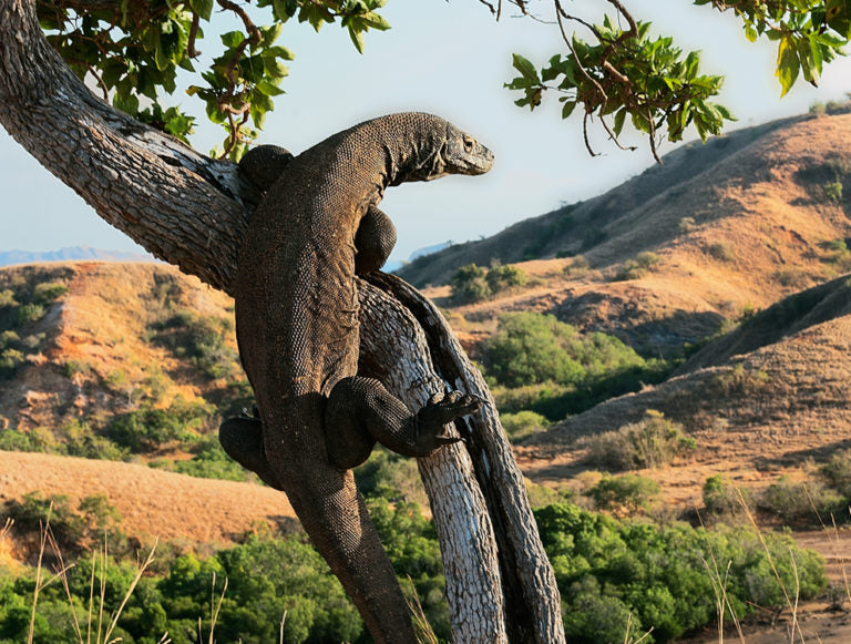 Indonesia: Beaches, Culture, and Wildlife