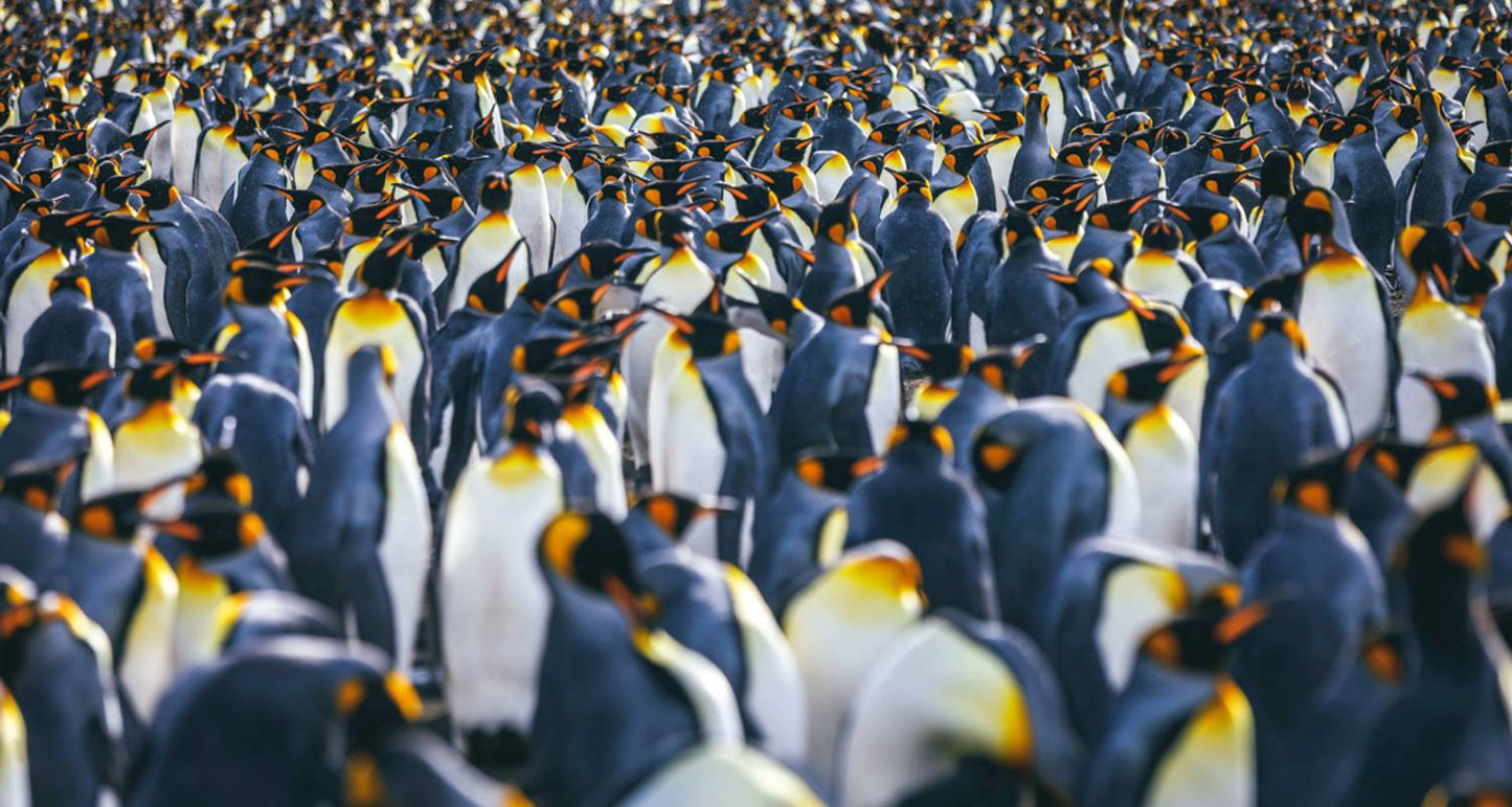 Falklands, South Georgia and Antarctica