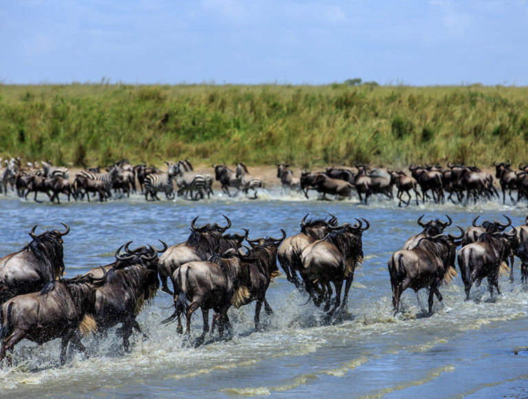 Tanzania: Great Migration Safari
