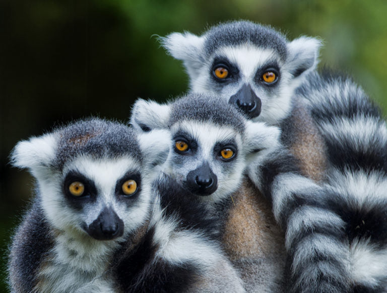 Madagascar: Island Heritage Embrace