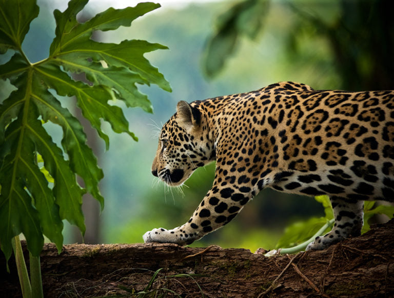 Belize: Family Eco Adventure