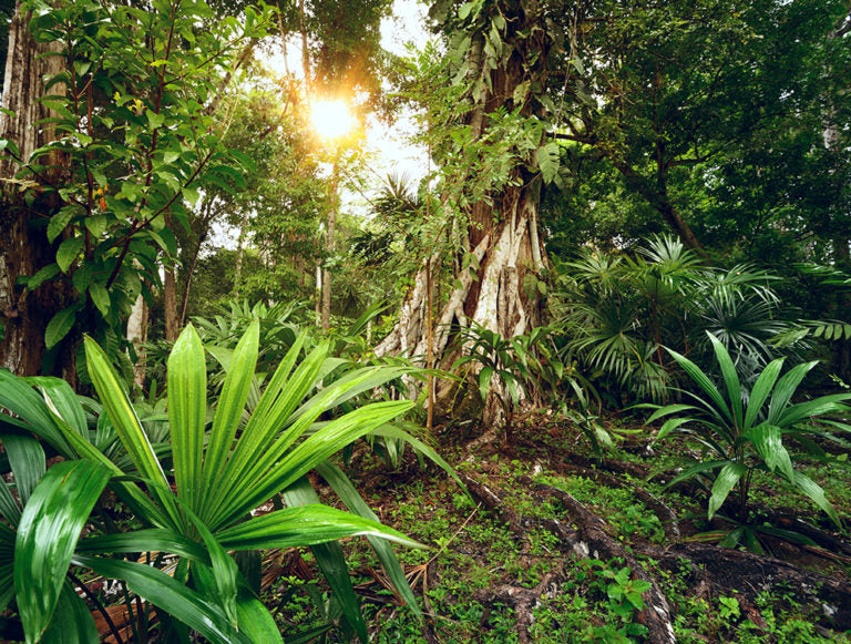 Green in Guatemala