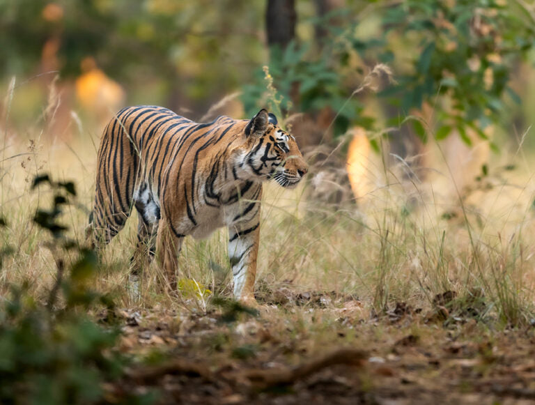 India: The Best of Tigers, History, and Culture