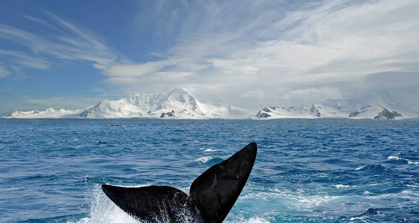 Best of Antarctica: Whale Journey (12 destinations)