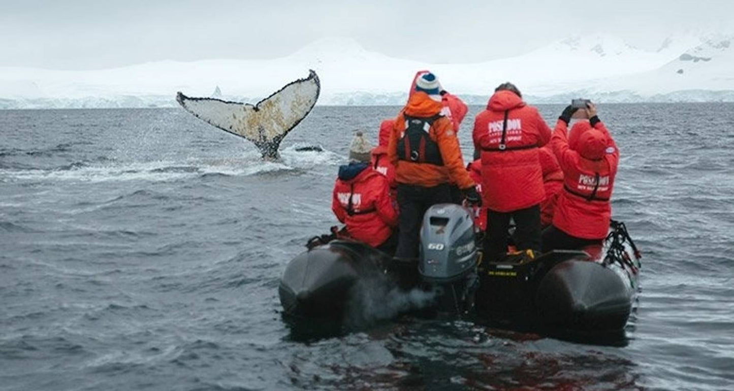Realm of Penguins & Icebergs