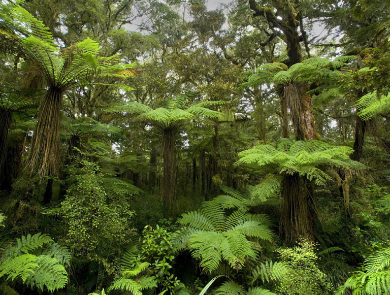 New Zealand: Eco Tour