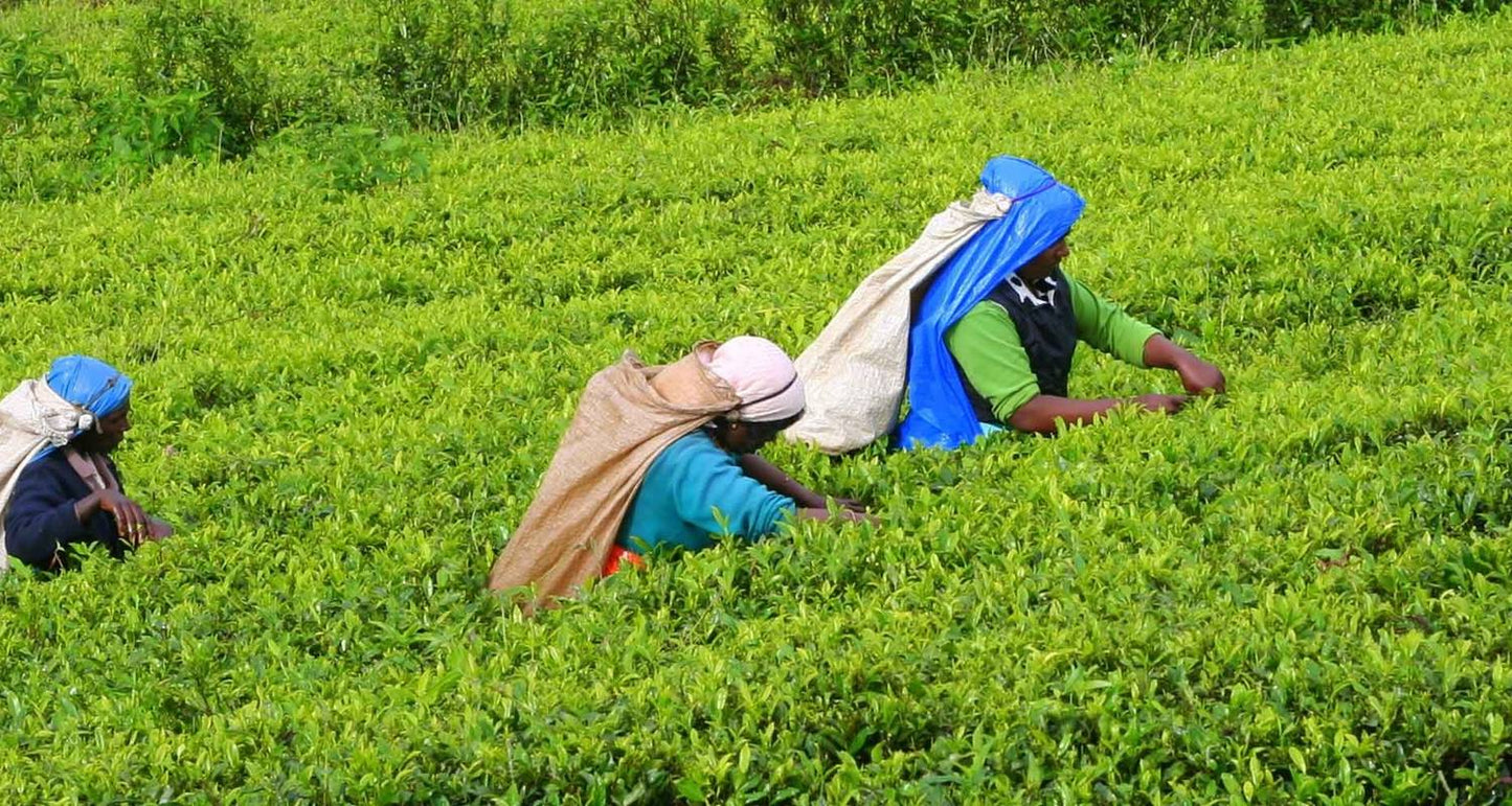Premium Travel Destinations in Sri Lanka