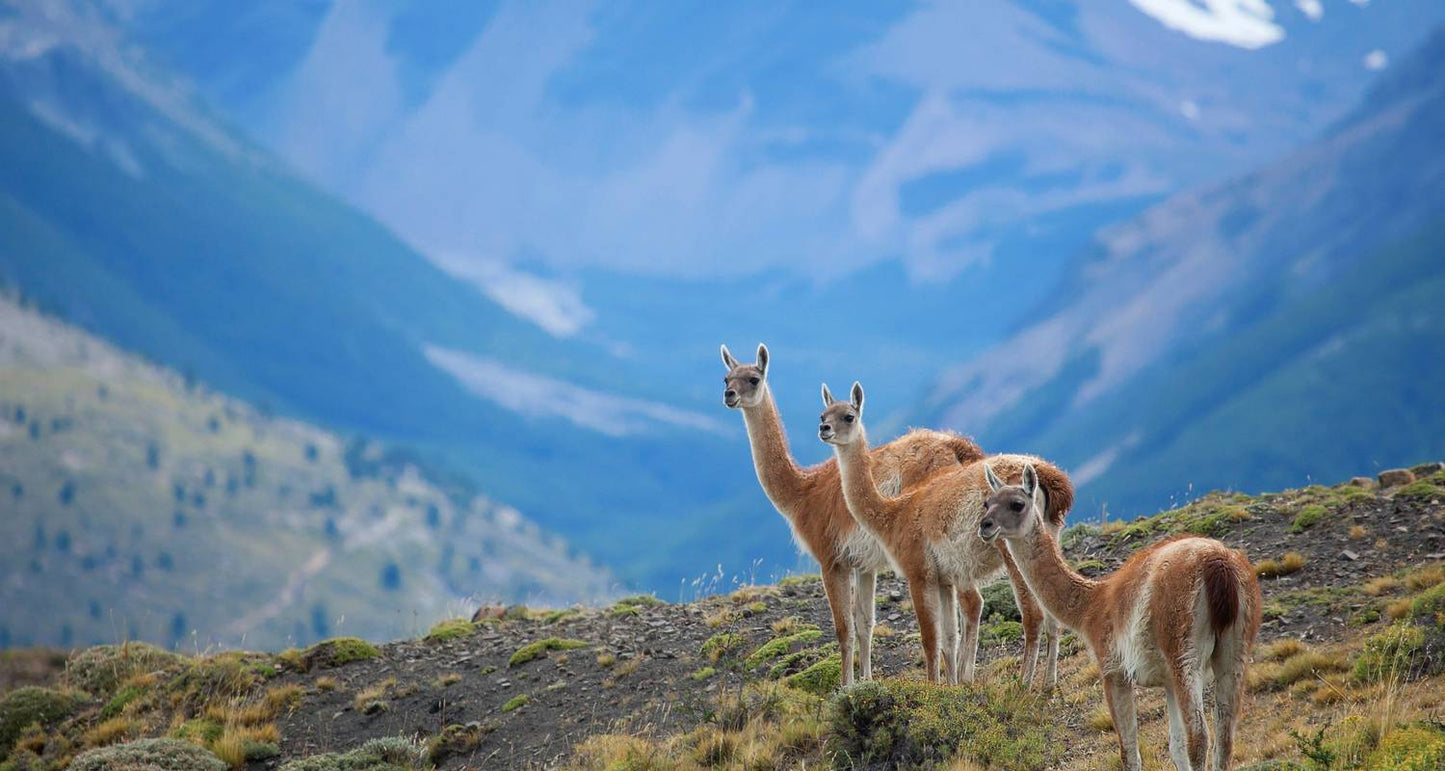 Discover Chile
