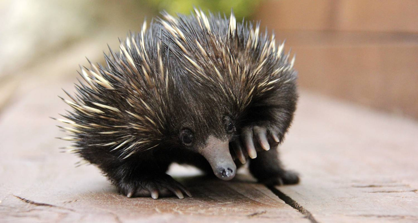 Brisbane to Cairns - 7 Day Boutique Tour