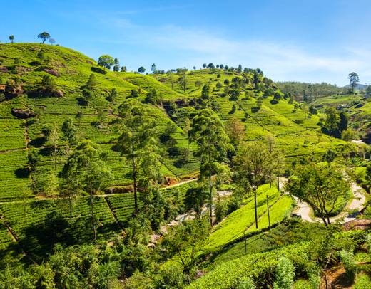 Highlights Tour of Sri Lanka