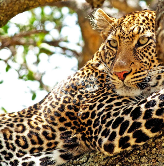 Wild Kenya: Nairobi, Maasai Mara, Amboseli & Lake Naivasha