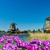 Holland & Belgium in Bloom