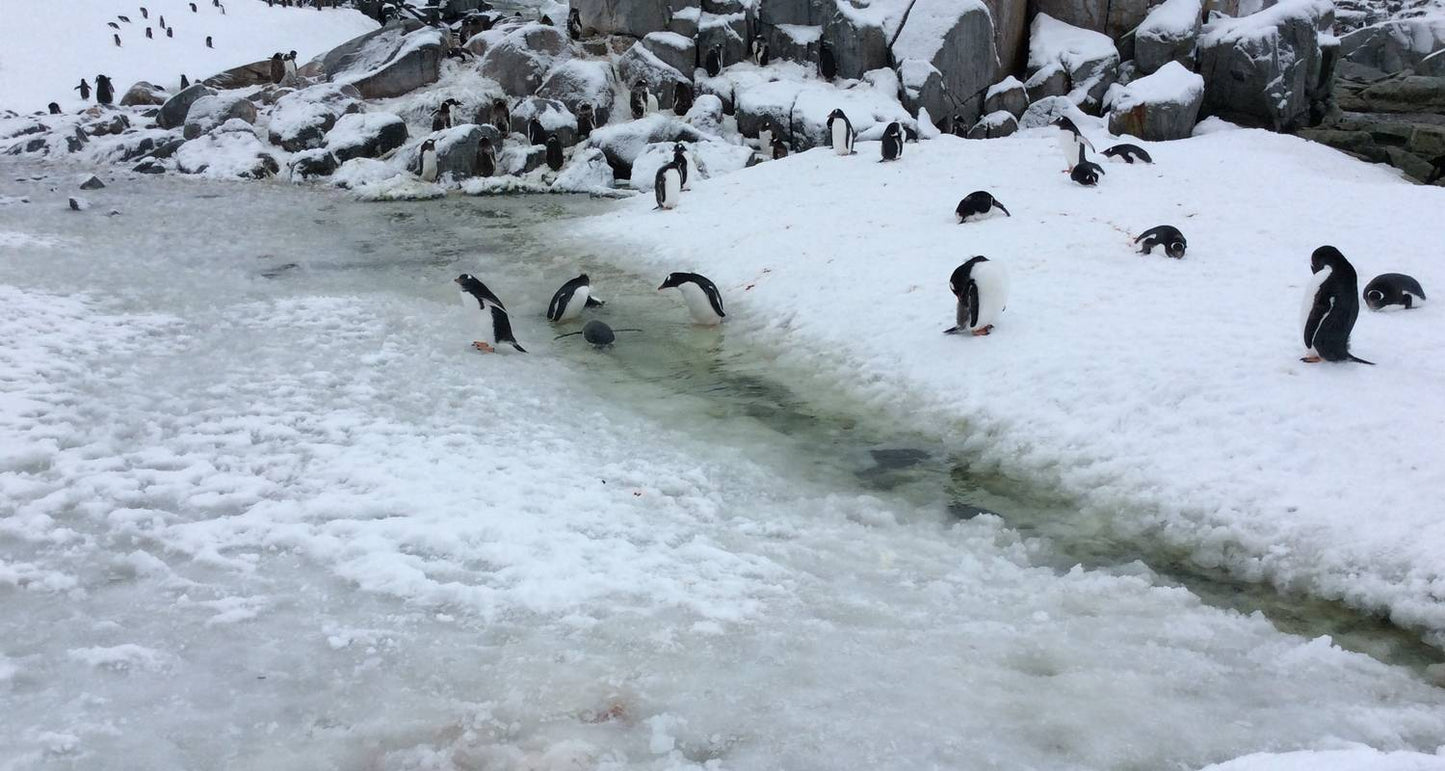 Antarctica Classic