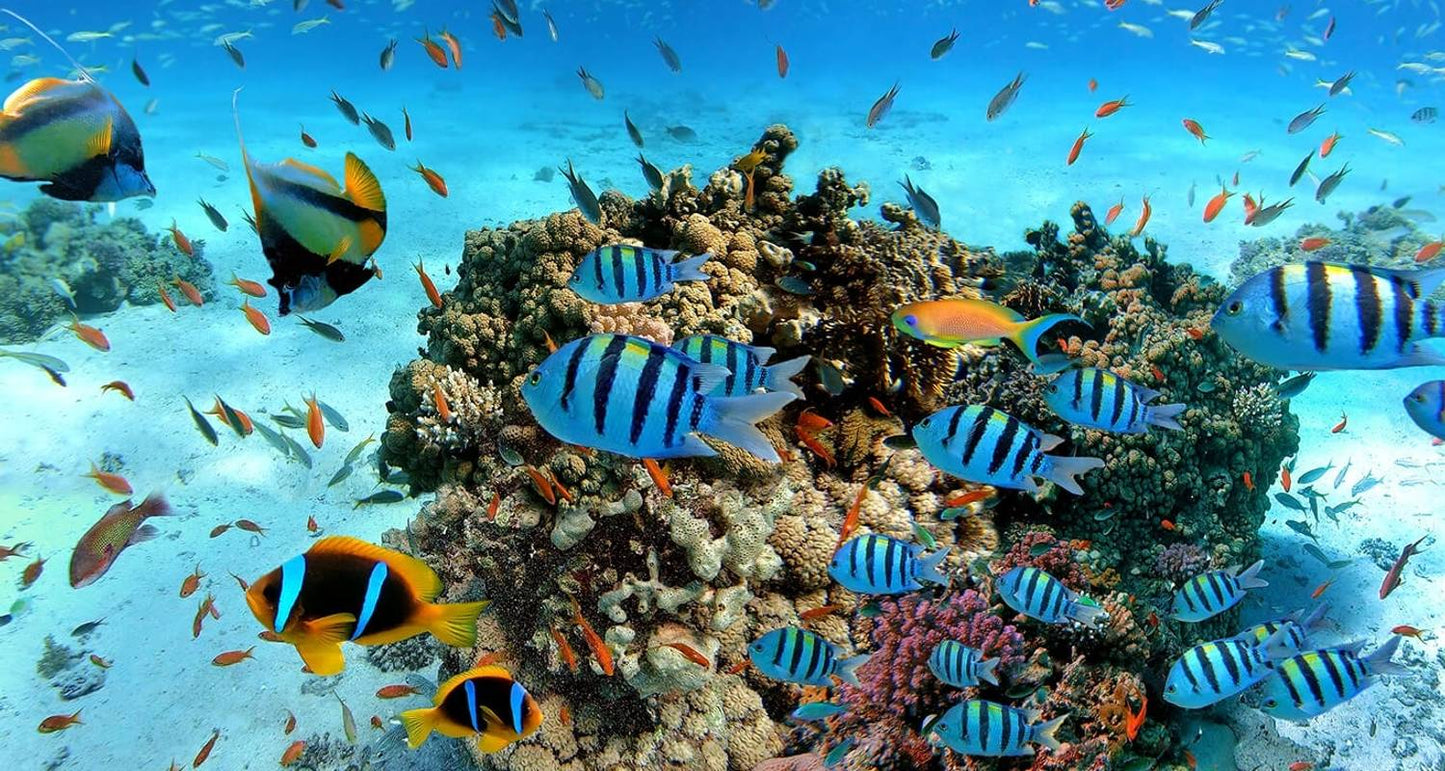 Discover the Best of Sri Lanka: From Coastal Beauty to Cultural Marvels" "Luxury Package "