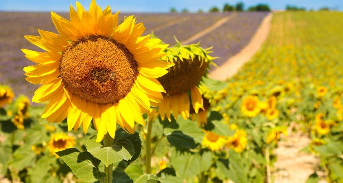 Cycle Provence