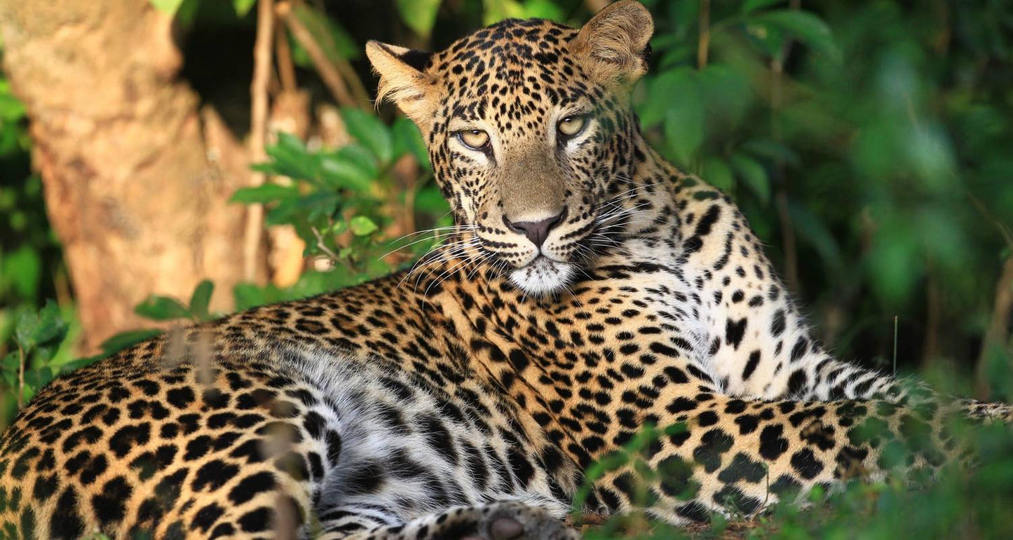 Discover the Best of Sri Lanka: From Coastal Beauty to Cultural Marvels" "Luxury Package "