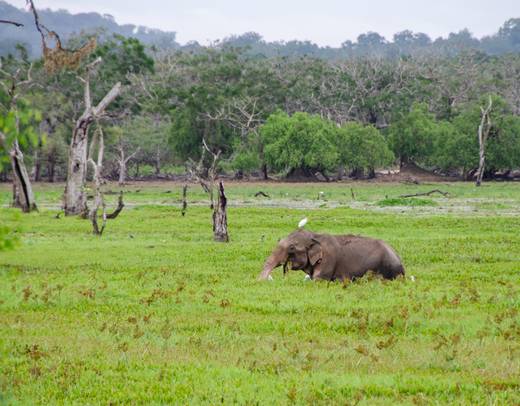Premium Travel Destinations in Sri Lanka