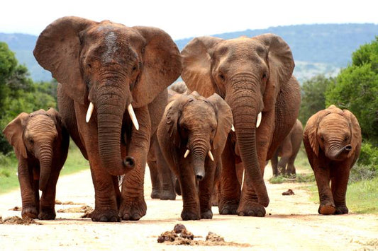 South Africa : Wildlife, Garden Route & Mother City Cape Town