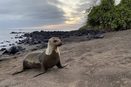 Galápagos Multisport