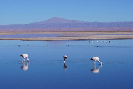 Atacama Desert Route