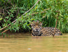 Brazil: Jaguars to Pristine Islands