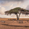 Tanzania: Great Migration Safari