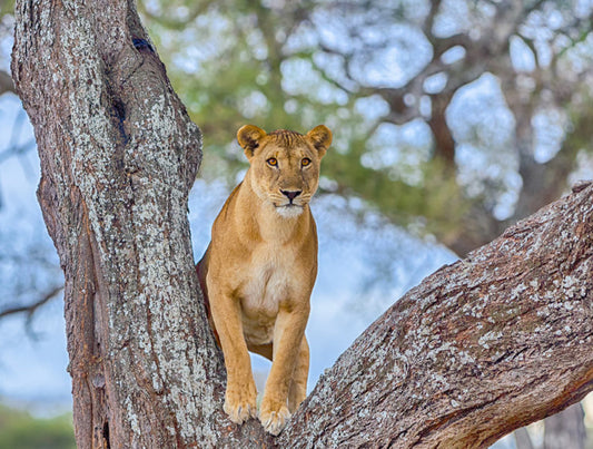 Tanzania: Great Migration Safari