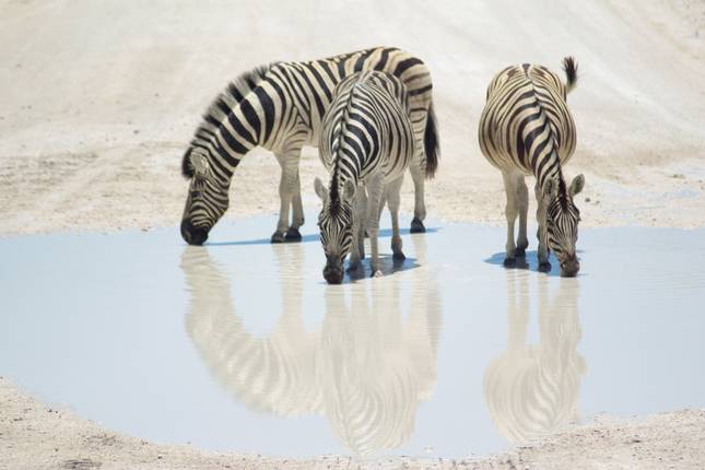 Cycle Namibia