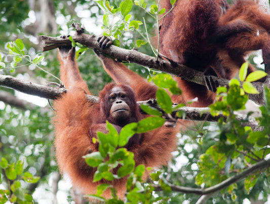 Indonesia: Beaches, Culture, and Wildlife