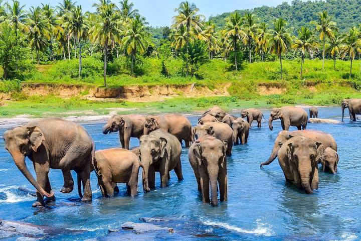 Discover the Best of Sri Lanka: From Coastal Beauty to Cultural Marvels" "Luxury Package "
