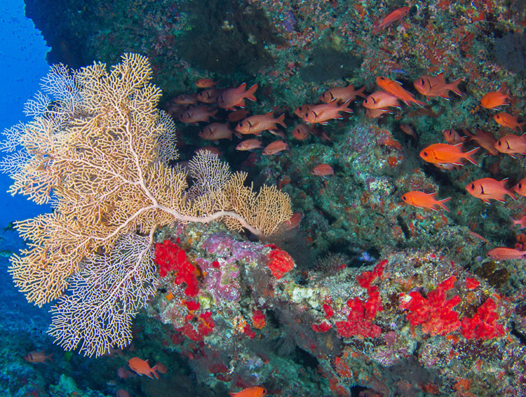 Seychelles: Conservation Honeymoon