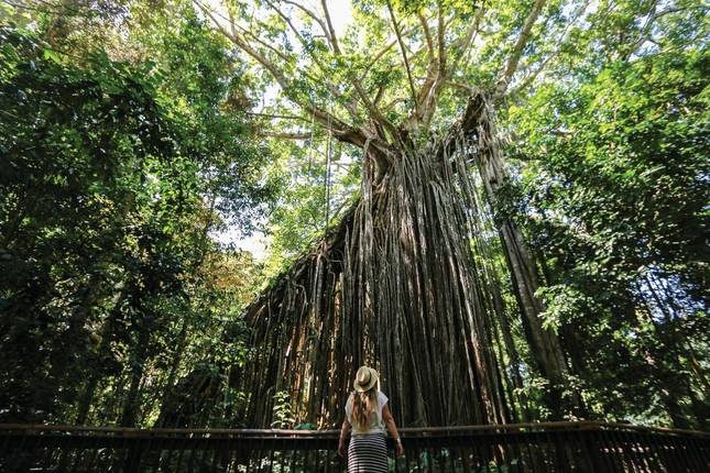 Brisbane to Cairns - 7 Day Boutique Tour