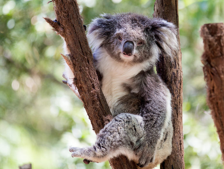 Australia: Going All Out