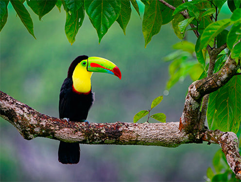Costa Rica: Luxury Eco-Adventure