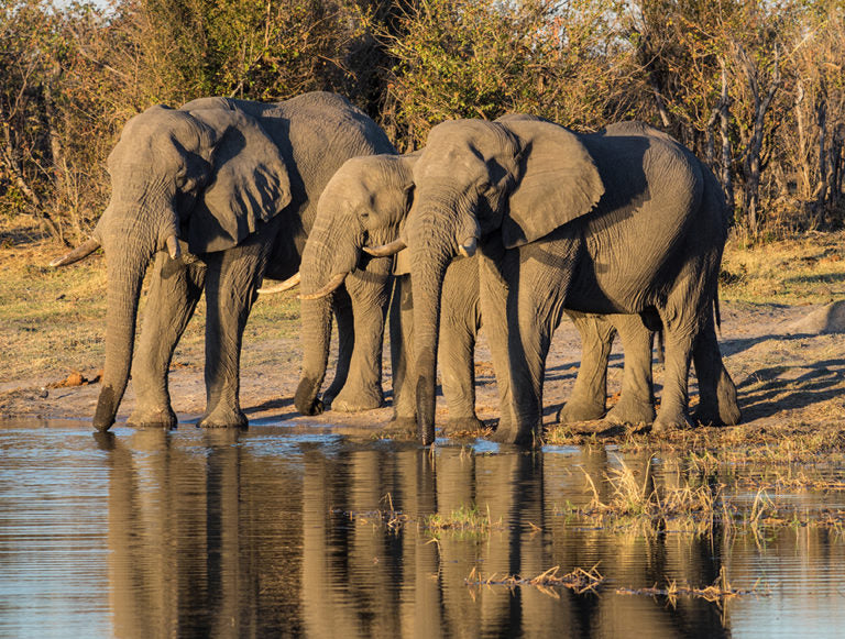 Tanzania: Great Migration Safari