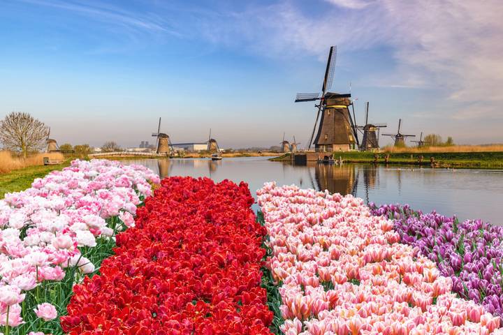 Holland & Belgium in Bloom