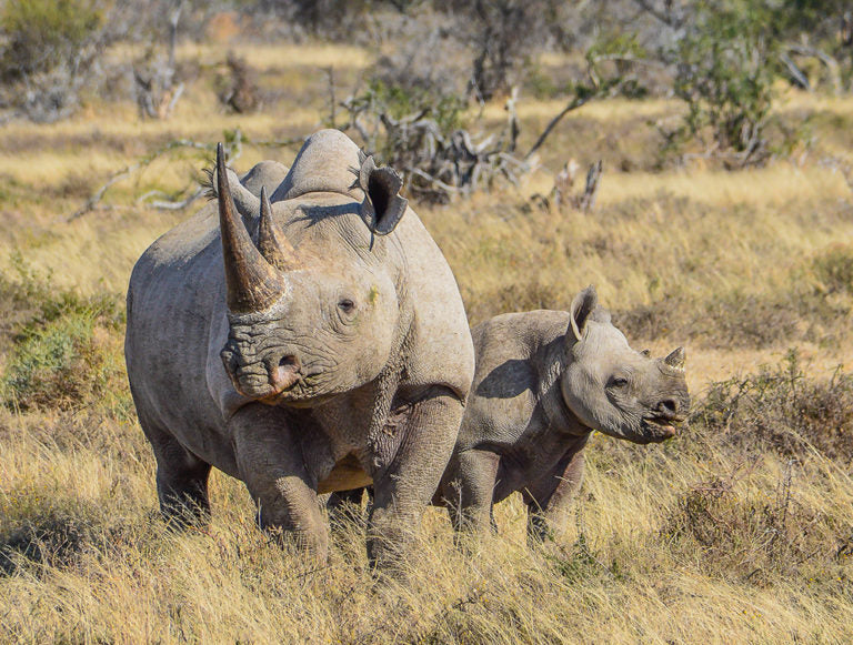 Kenya: Conservation, Community, and Climate Resilience Safari