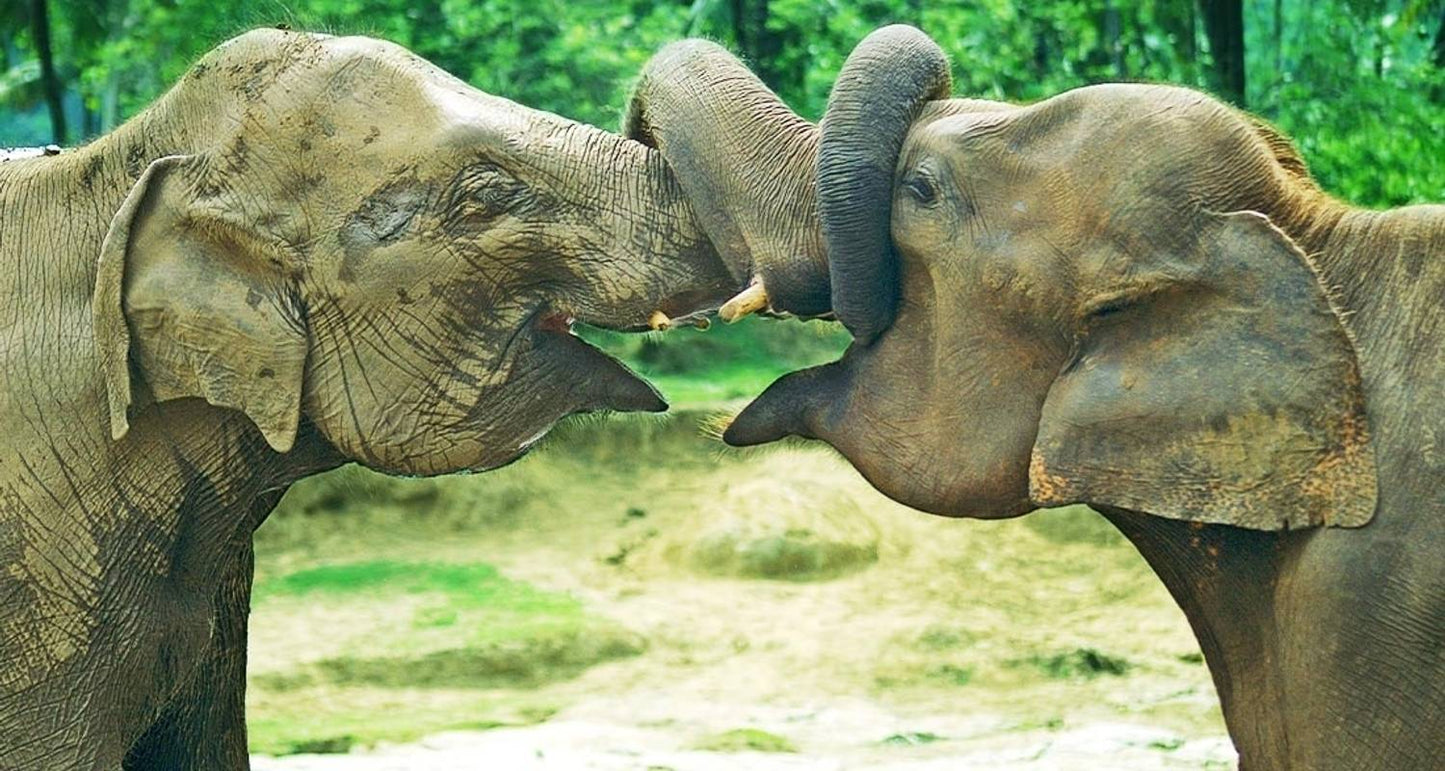 Premium Travel Destinations in Sri Lanka