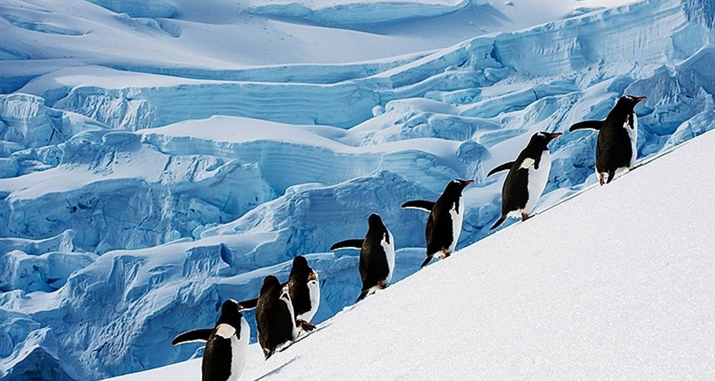 Antarctic Explorer via Buenos Aires, Operated by Quark