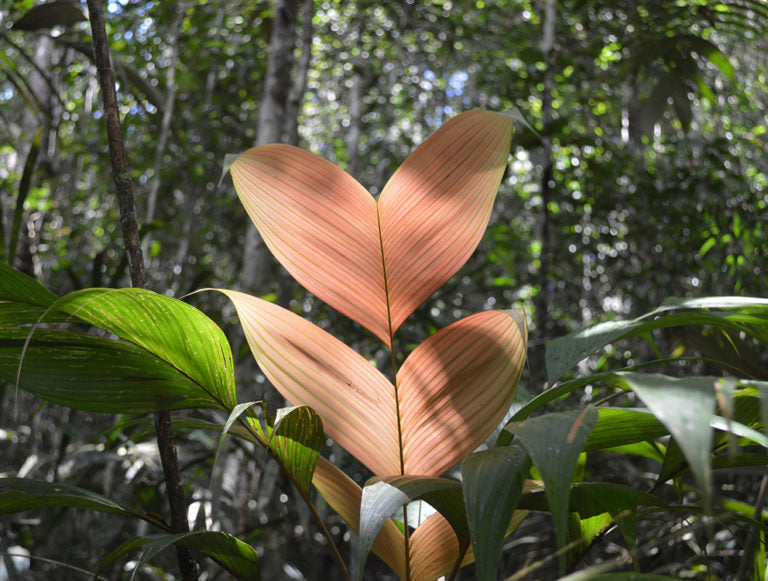 Brazil: Amazon to Bahia Eco-Luxury Honeymoon