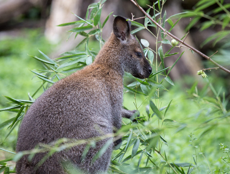 Australia: Melbourne and Tasmania