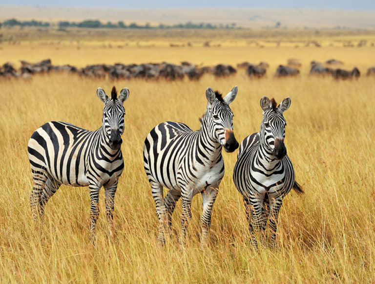 Tanzania: Great Migration Safari