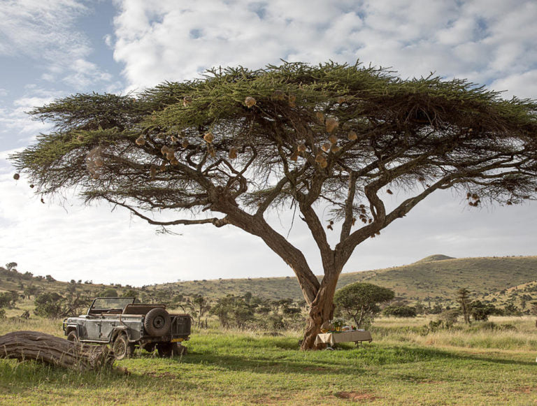 Kenya: Conservation, Community, and Climate Resilience Safari