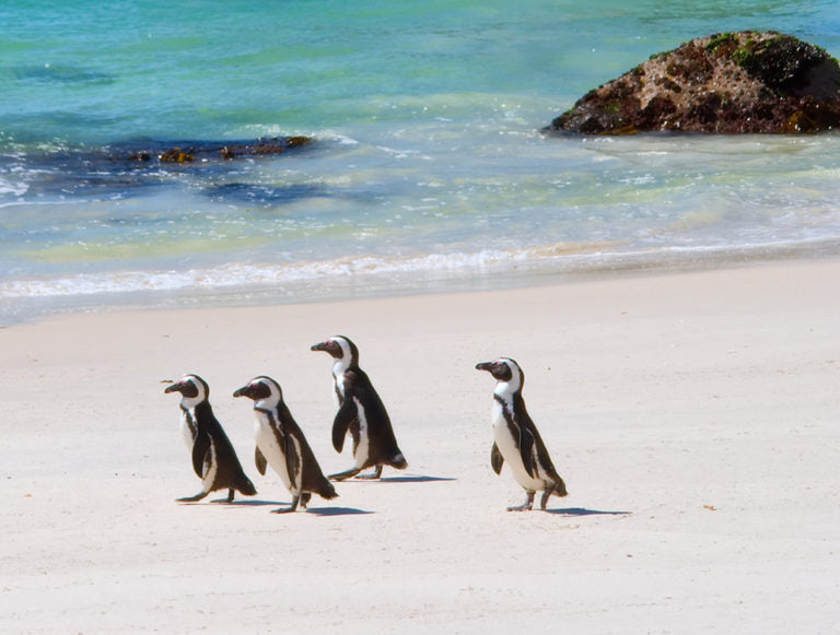 South Africa: Eco-Luxury Adventure
