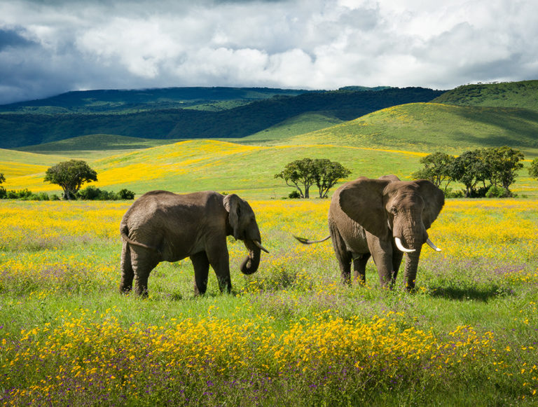 Tanzania: Great Migration Safari