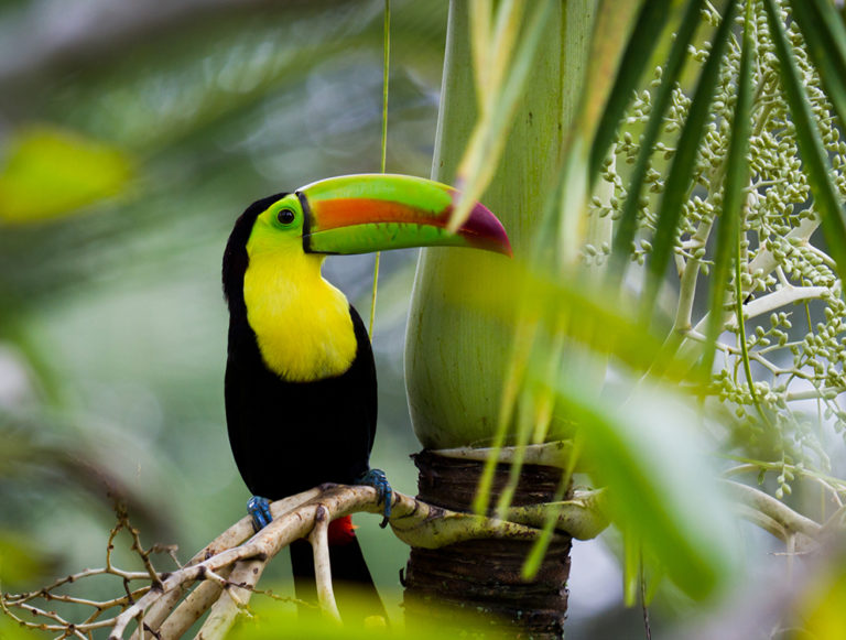 Belize: Eco Luxury Honeymoon