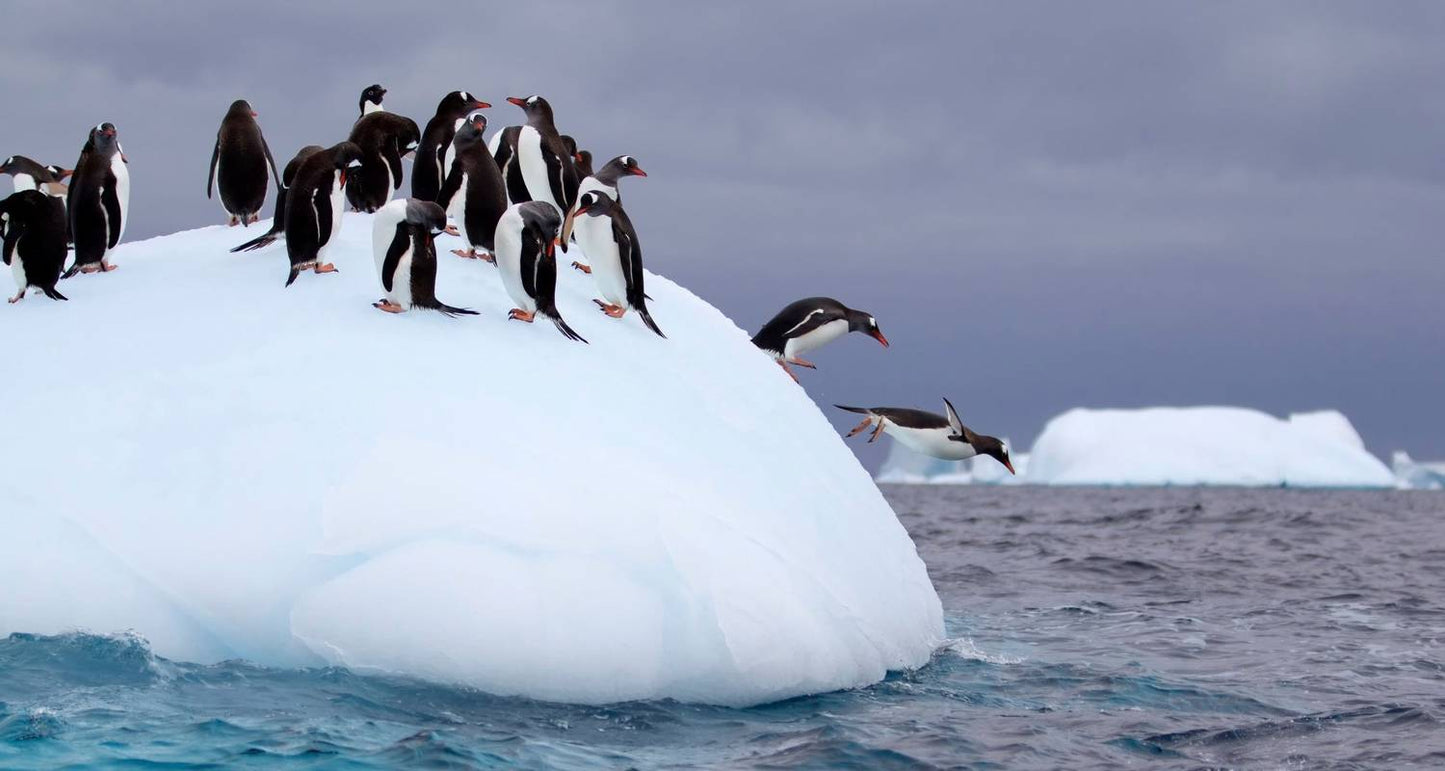 Antarctic Explorer via Buenos Aires, Operated by Quark