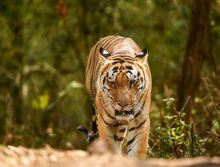 India: The Best of Tigers, History, and Culture