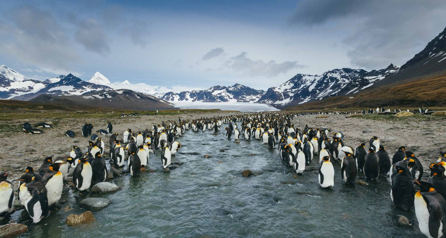 Falklands, South Georgia and Antarctica